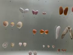-青岛贝壳博物馆