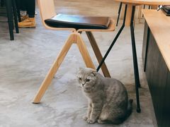 猫猫-You’ll see coffee 咖啡