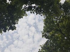 -九科绿洲