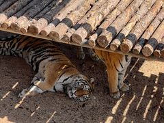 -西霞口神雕山野生动物世界