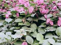 -云溪植物园