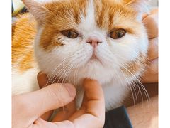 -飞行喵MR PILOT|猫舍·猫咖(静安大融城店)