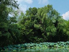 -西溪国家湿地公园