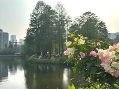 -四海公园(南山区)
