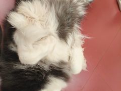 -和它·交个朋友·狗咖猫咖(爱琴海店)
