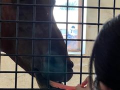 -北京群众马术培训基地