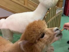 -藦茜花园宠物主题亲子互动体验馆(国顺东路店)