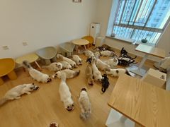 -有喵·猫咖·狗咖·30几只猫10只小狗(岗厦店)