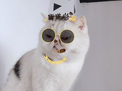 -Cappucimeow猫咪咖啡馆(韦伯时代店)