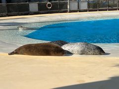 -上海海昌海洋公园
