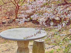 -金龙寺国家森林公园