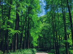 -上海共青森林公园