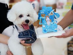 -翊宠yipet猫狗购宠庄园犬舍•猫舍