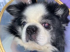 -萌兽医馆·犬猫专科·眼科中心·宠物医院(朝阳门分院)