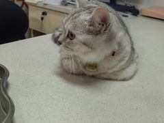 -乐琪宠物医院·犬猫专科·骨外科·急重症