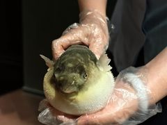 -肆月河豚·淮扬菜·湘菜(华天店)