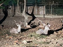 -清迈夜间动物园