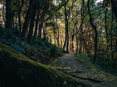 -上海佘山国家森林公园天马山园