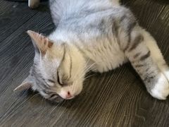-吉丁鸟咖·异宠·寄养
