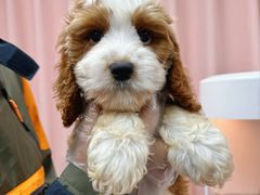 -翊宠yipet猫狗购宠庄园犬舍•猫舍