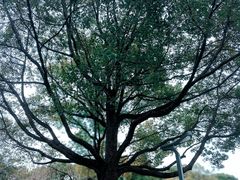 -新江湾城公园