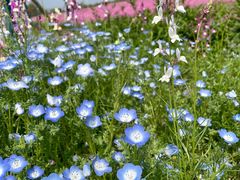 -花开海上生态园