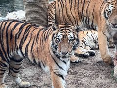 -北京野生动物园