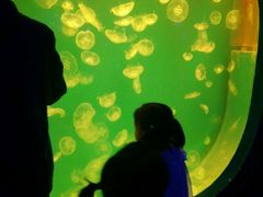 -芜湖新华联大白鲸海洋公园