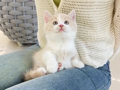 -lincat·猫舍(广州店)