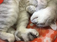 -猫咪博物馆(顶澳仔猫街店)