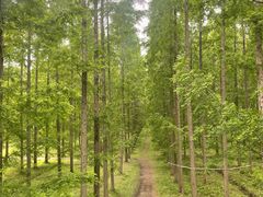 -黄海国家森林公园