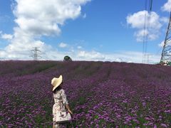 -紫颐香薰山谷景区