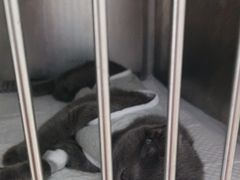-宠福鑫康馨动物医院·骨科·眼科