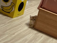 -飞行喵MR PILOT|猫舍·猫咖(静安大融城店)