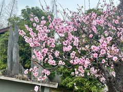 -杭州植物园