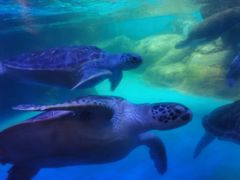 -海合安成都极地海洋公园