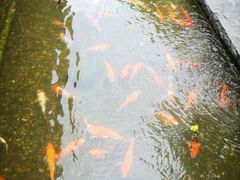 -南宁荔园维景国际酒店·荔园中餐厅