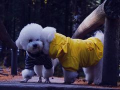 -硗碛藏寨·神木垒景区