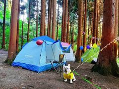 -武陵山森林公园