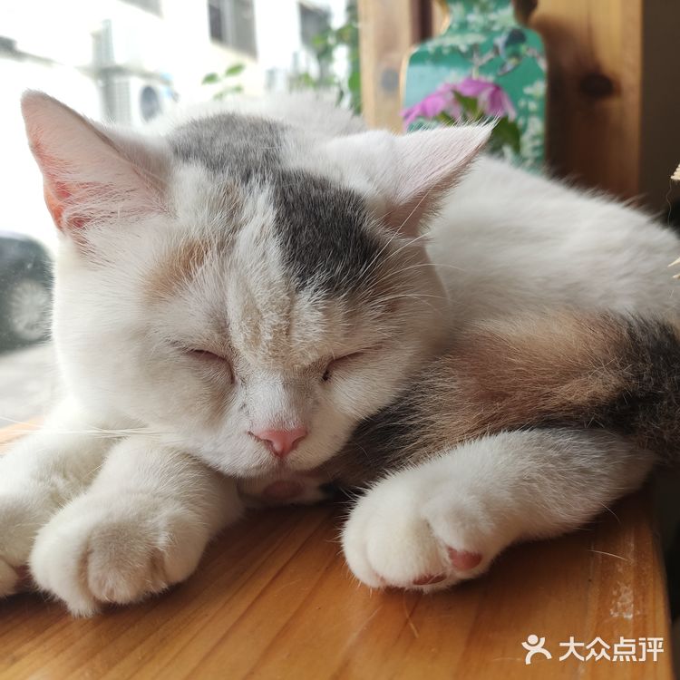 东莞平价猫咖