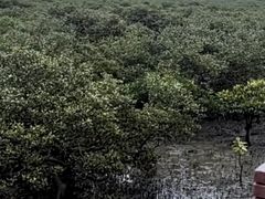 -北海金海湾红树林生态旅游区