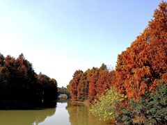 -上海海湾国家森林公园