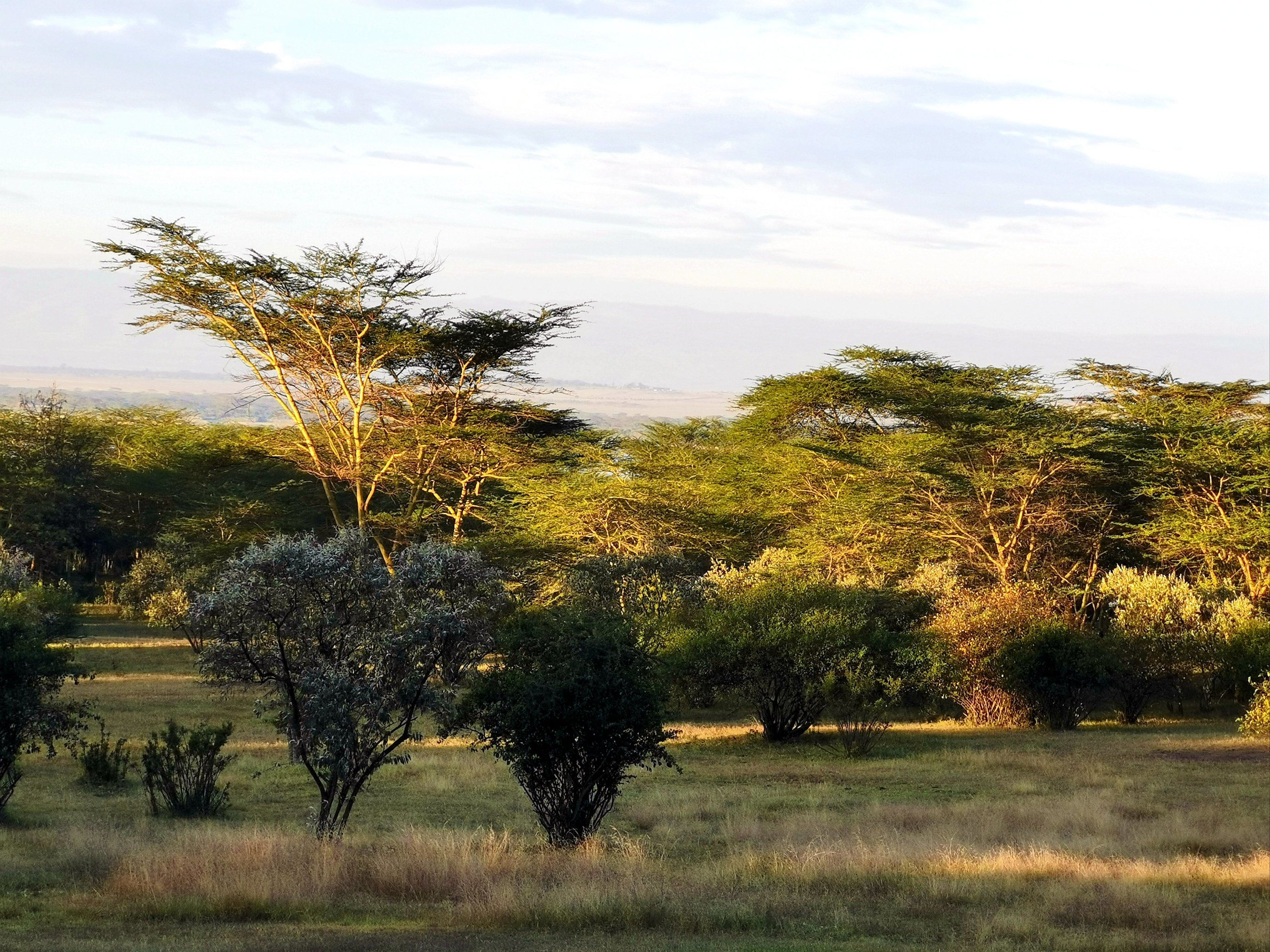 非洲的早晨清澈的光线给金合欢树镀上了一层金辉