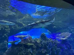 -江和美海洋公园