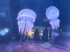 -欢乐海岸海洋奇梦馆
