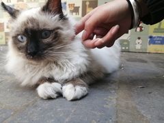 -喵屿·大理花园猫咖