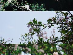 -棠湖公园