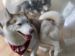 -Husky Go! 哈士奇体验馆·宠物咖啡厅狗咖