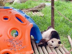 -安吉竹博园