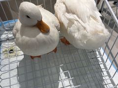 -怪兽屋·羊驼·猫咖·狗咖(俊华广场店)